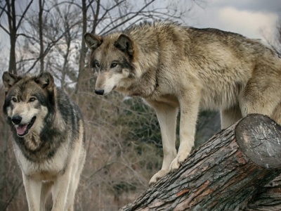 Podchodzą do domów, atakują w centrum miast. Czy wilków należy się bać?