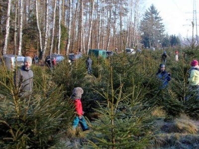 Choinka od leśników. Jeszcze przez kilka dni można zaopatrzyć się w świąteczne drzewko z lasu