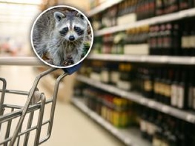 Włamał się do sklepu i wypił alkohol. Schronisko zarobiło fortunę