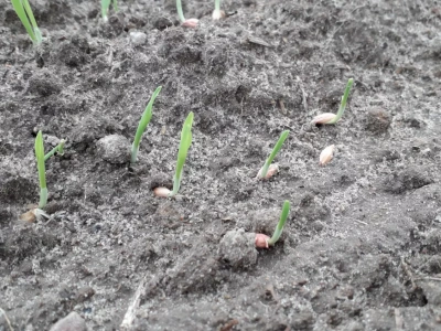 Czy można jeszcze siać jęczmień jary jako przewódkę?