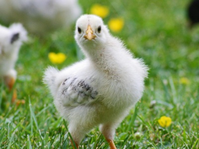 Około 23 tys. kurcząt spłonęło w pożarze kurnika