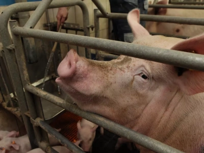 Mleczność loch pod presją. Jeden błąd i prosięta tracą ponad 20% przyrostów