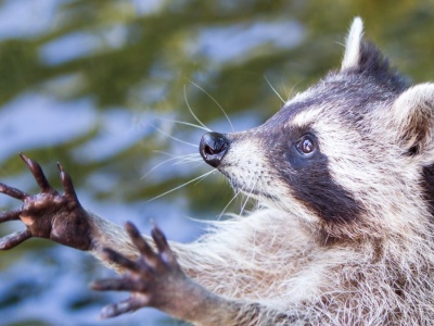 Ma bardzo sprawne łapy, więc włamuje się do domów, sklepów. Znów to zrobił