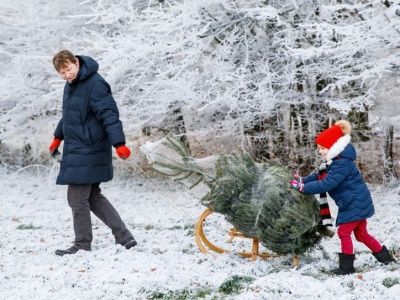 Tu możesz wyciąć choinkę na święta. Żadna grzywna ci nie grozi