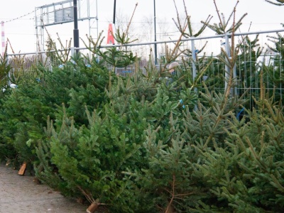 Choinka będzie zachwycać przez kilka tygodni. Wystarczy wrzucić to do doniczki