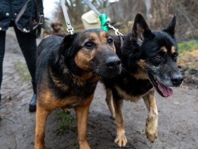Mikołajki w schronisku. Spacer dla piesków, kiełbaska dla ludzi