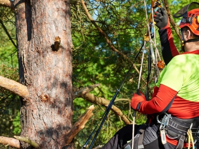 Polscy naukowcy wchodzą na drzewa i pukają w nie. O co im chodzi?