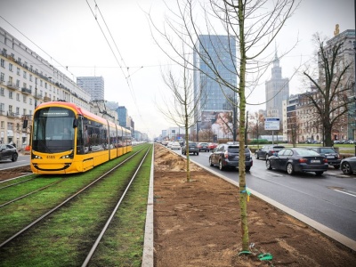 Pierwsze drzewa wzdłuż torowiska na Marszałkowskiej już posadzone