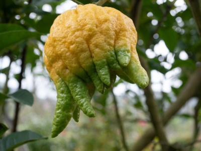 Nie cytryna i nie pomarańcza. To najstarszy cytrus na świecie. Możesz wyhodować go w domu