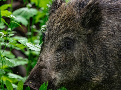Żołnierze WOT przeszukiwali lasy po wykryciu ASF u dzika