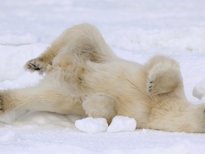 Polarne niedźwiedzie dostosowują się do ciepłego klimatu. Efekt rekordowo wysokich temperatur Oceanu Arktycznego