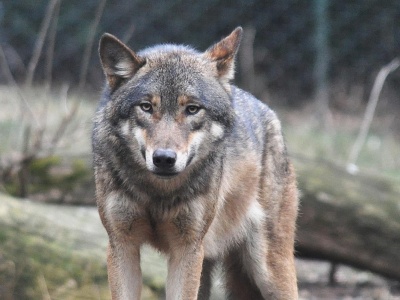 Zastrzelony wilk na Podkarpaciu. Martwe zwierzę odnaleziono na prywatnej posesji