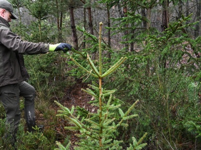 Ceny choinek 2025. Tyle zapłacimy za drzewko w leśniczówce