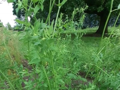 Mało znane warzywo sprzed lat. Marek kucmerka: łatwy w uprawie i pyszny