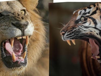 Ich ryk niesie się daleko. To największe koty świata. Wiesz o tym?