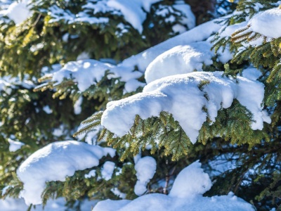 Lepiej pozbądź się takich ozdób świątecznych z ogrodu. Kara może być surowa
