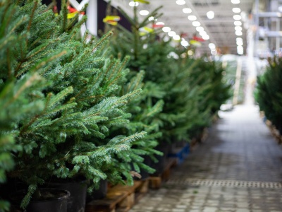 Nie przepłacaj za choinkę. Powinna kosztować 30-40 zł