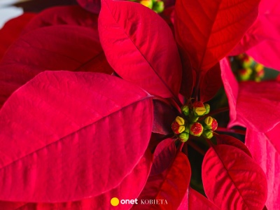 Polacy hurtowo kupują ją na święta. Eksperci ostrzegają: ta roślina szkodzi