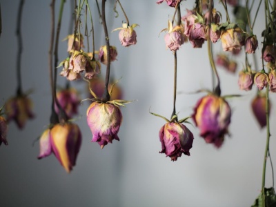 Nietuzinkowa naturalna dekoracja do ciast, świec i albumów. Podpowiadamy, jak zasuszyć kwiaty