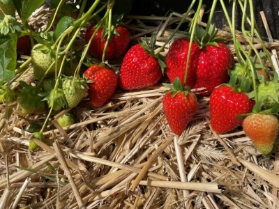 Nowe odmiany truskawek – bardzo wczesne, późna i powtarzająca owocowanie