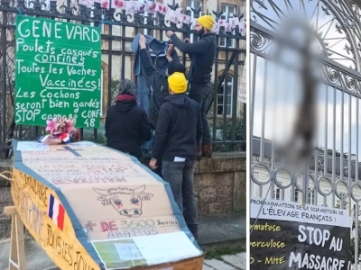 Cielaki na bramach urzędów. Rolnicy protestują przeciwko wybijaniu bydła