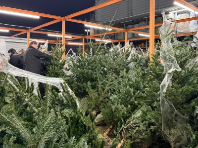 Kupisz złą choinkę, a po świętach gorzko pożałujesz. Eksperci ujawniają, które drzewko to katastrofa!