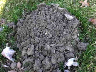 Dlaczego warto zbierać ziemię z kretowisk? Oto powód