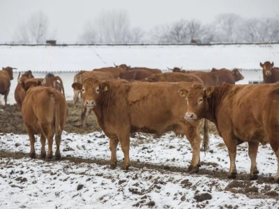 Niebieski język: przybywa ognisk, rośnie strefa 150 km. Zobacz najnowszą mapę GIW
