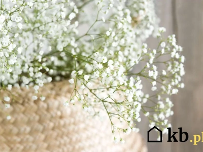 Wysiejesz raz i zapomnisz o problemach. Ten kwiat kwitnie latami nawet w trudnych warunkach