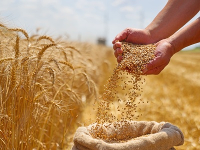 Zboża tanieją, euro psuje handel. Końcówka roku bez ratunku dla cen