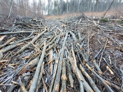 Wycinka w Dolinie Jasionki budzi sprzeciw. Zagrożony cenny starolas w Beskidzie Śląskim