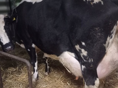 Mleczne tsunami zalewa Europę? Ceny mleka lecą w dół