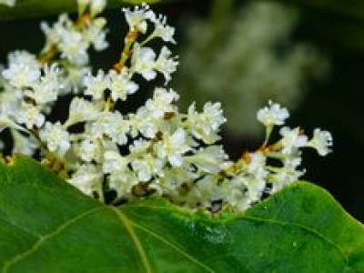 Roślina, która wymyka się spod kontroli. Lepiej na nią uważać