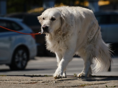 186,28 zł za posiadanie psa w 2026 r. Ministerstwo Finansów nie planuje likwidacji opłaty