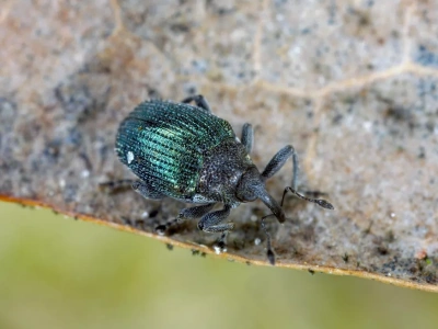 Alarm w rzepaku: chowacz granatek zaczyna ofensywę. Czas na obronę!