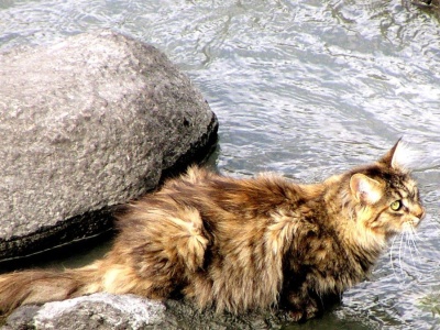 Nauczyli koty oswajać się z wodą. Korzyści zaskoczyły nawet naukowców