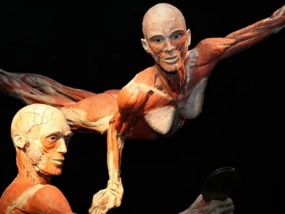 Wystawa BODY WORLDS powraca do Wrocławia z nową odsłoną!