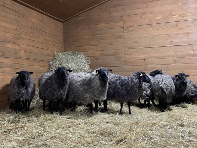 Mózg na wypasie - pierwsze terapeutyczne stado owiec