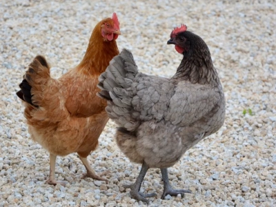 Nieoficjalnie: 77 sztuk drobiu w ognisku rzekomego pomoru w gminie Ciechanowiec