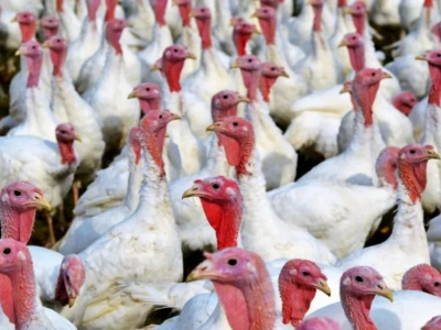 Akt oskarżenia przeciwko właścicielowi fermy indyków w Strusach skierowany do sądu