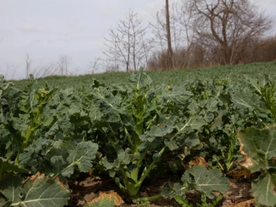 Skala BBCH - co oznacza i jakie są główne fazy rozwojowe roślin?