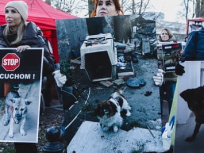 Nie udało się odrzucić weta w sprawie łańcuchów. Prawica triumfuje, psy dalej cierpią