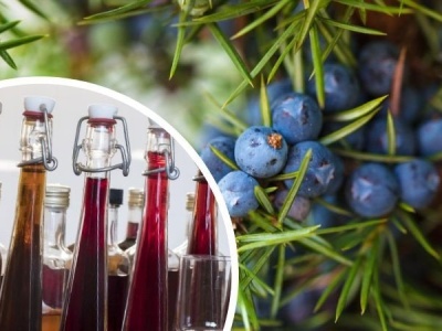 Jałowcówka to nie trunek, tylko leczniczy przetwór. Pomaga na niestrawność, bóle stawów i problemy z nerkami. Sprawdź przepis!