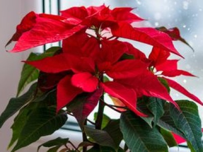 W grudniu bije rekordy. Nie każdy wie, że jest toksyczna