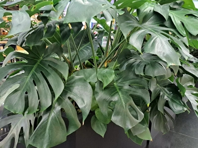 Wsyp to do doniczki, a monstera eksploduje zielenią! Zimowy trik działa nawet na umierające rośliny