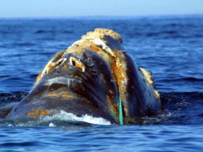 Ekstremalnie rzadki ssak wynurzył się z oceanu. Zostało ich ok. 400