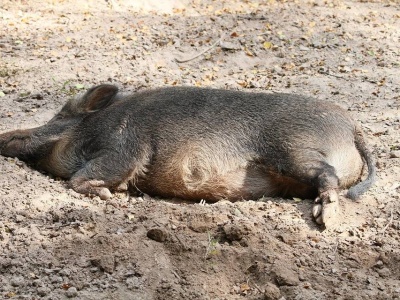 Hiszpania: Nalot policji na laboratorium. Czy to stamtąd „wyciekł” wirus?