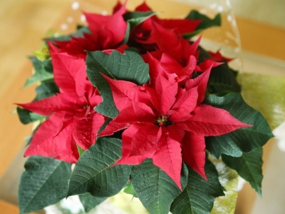 Gwiazda betlejemska więdnie? Ta przyprawa przywróci jej wigor