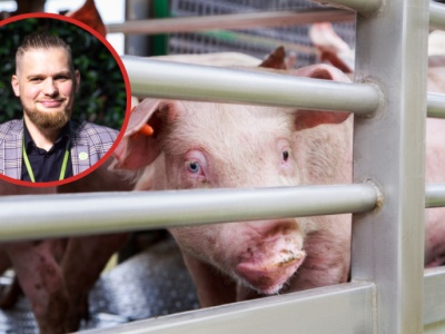 Czarniak: Głodowe stawki dla hodowców. Rolnicy pod presją importu i nowych przepisów