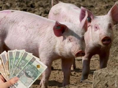 Jakie ceny prosiąt w połowie grudnia 2025?